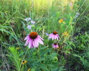 Optimize Your Least Productive Acres